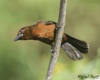 Silver-beaked Tanager--female