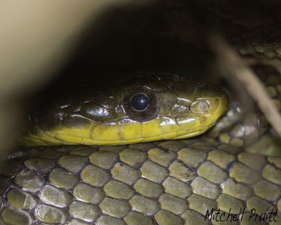 Yellow-bellied Puffing Snake (Spilotes sulphureus)