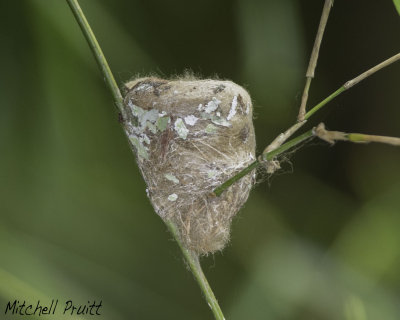 Rufous-breasted Hermit Nest