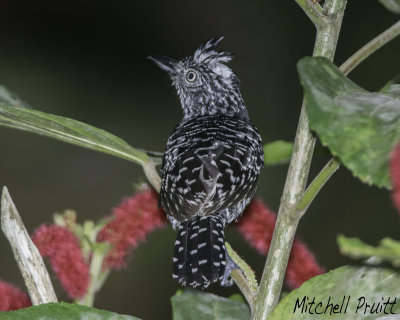 Barred Antshrike