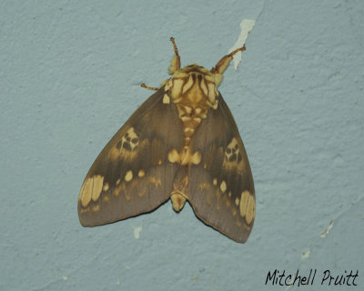 Silk Moth sp.