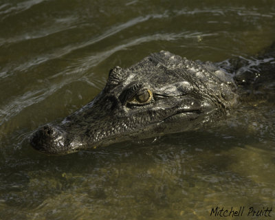 Spectacle Caiman (Caiman crocodilus)