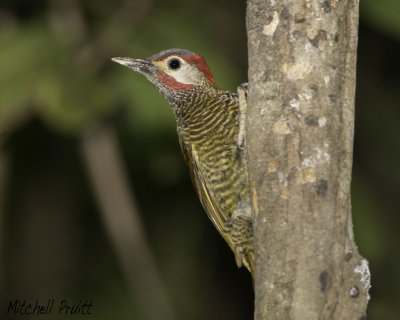 Golden-olive Woodpecker