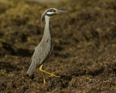 Yellow-crowned Night-Heron on Sargasso