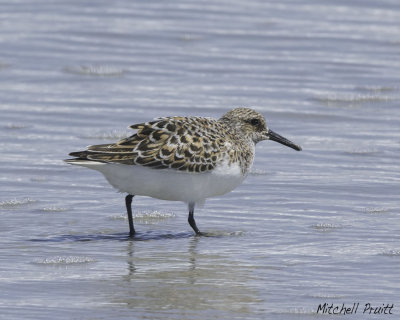 Sanderling