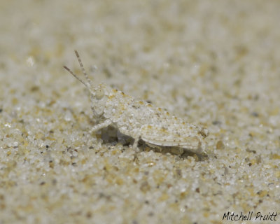 Seaside Grasshopper (Trimerotropis maritimis)