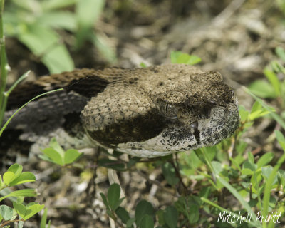 Timber Rattlesnake--Crotalus horridus