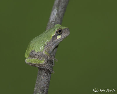Gray Treefrog Juvenile--Hyla versicolor
