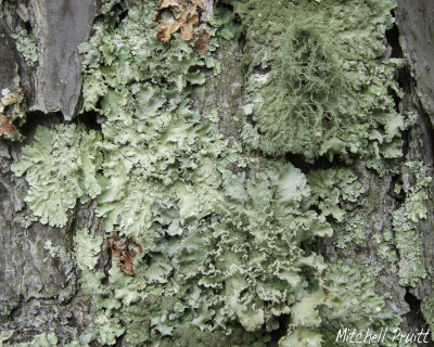 Lichens on Pine