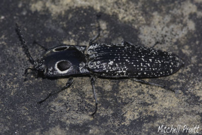 Eastern Eyed Click Beetle--Alaus oculatus
