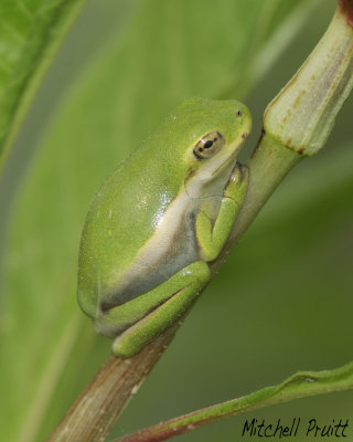 Green Treefrog--Hyla cinerea