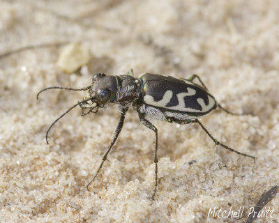Eastern Big Sand Tiger Beetle (Cicindela formosa)