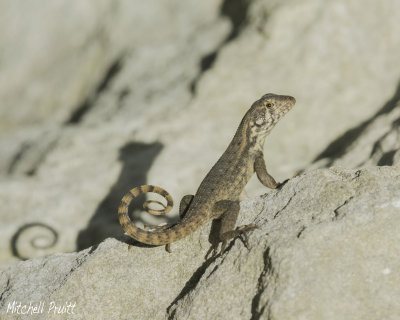 Little Bahama Curly-tailed Lizard--Leiocephalus carinatus armouri