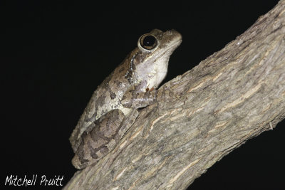 Cuban Treefrog--Osteopilus septentrionalis