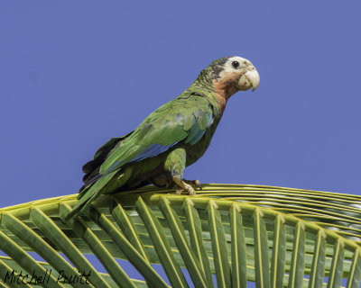 Cuban Parrot (Abaco Race)