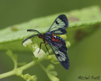 Scarlet-bodied Wasp-Moth--Cosmosoma myrodora