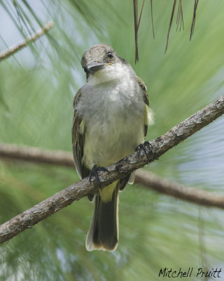 Loggerhead Kingbird