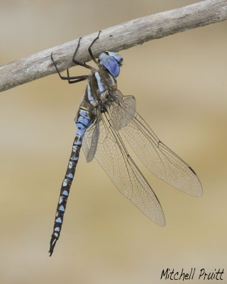 Blue-eyed Darner (Aeshna multicolor)