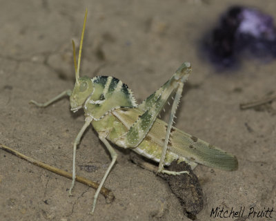 Great Crested Grasshopper (Tropidolophus formosus)