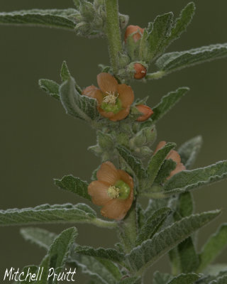 Copper Globemallow (Sphaeralcea angustifolia)