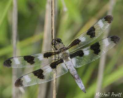 Twelve-spotted Skimmer (Libellula pulchela)
