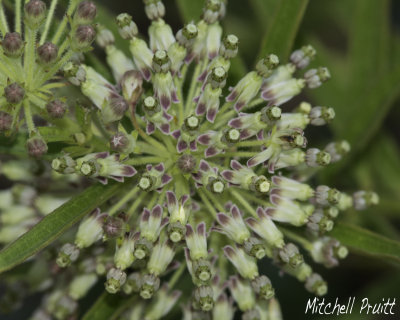 Tall Green Milkweed (Asclepias hirtella)