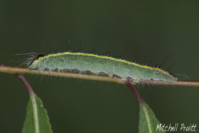 Connected Dagger Moth Caterpillar (Acronicta connecta)