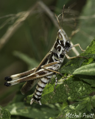 Handsome Grasshopper (Syrbula admirabilis)