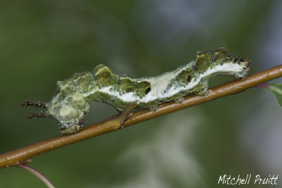 Viceroy Caterpillar (Limenitis archippus)