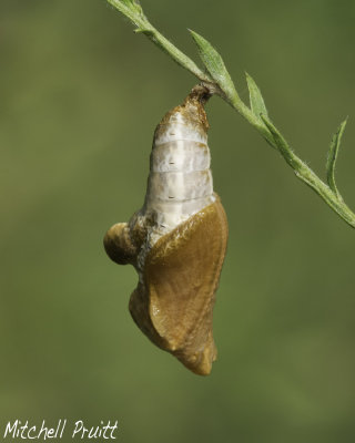 Viceroy Chrysalis (Limenitis archippus)