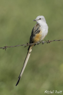 Scissor-tailed Flycatcher