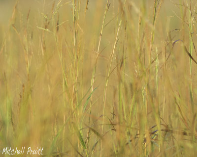 Through the Grass