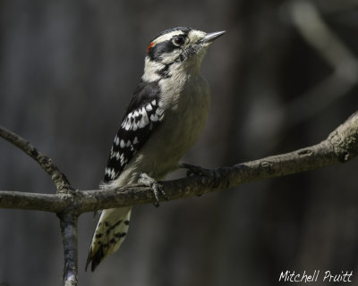 Downy Woodpecker