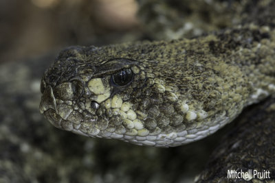 Western Diamondback Rattlesnake