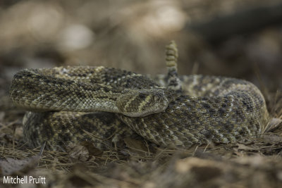 Western Diamondback Rattlesnake