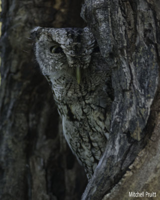 Eastern Screech-Owl (McCall's Subspecies)