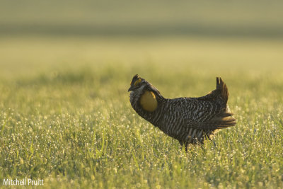 Greater Prairie-Chickens