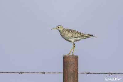 Upland Sandpiper