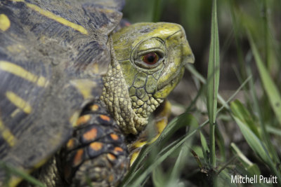 Ornate Box Turtle (Terrapine ornata)