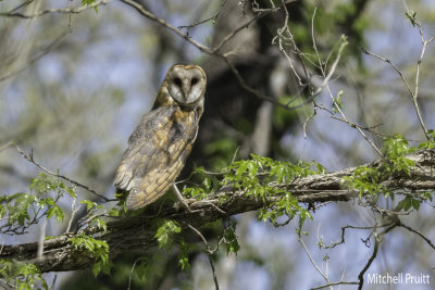 Barn Owl