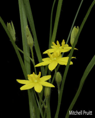 Yellow Star Grass (Hypoxia hirsuta)