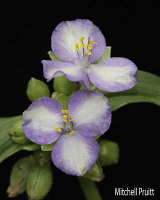 Ernest's Spiderwort--Multicolored