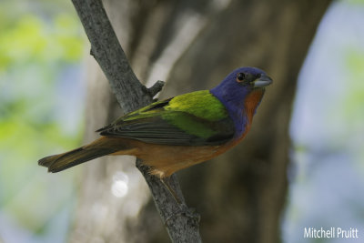 Painted Bunting