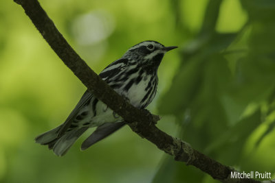 Black-and-white-Warbler