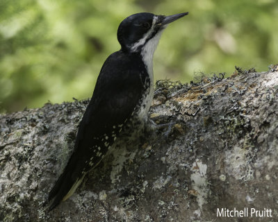 Black-backed Woodpecker--female