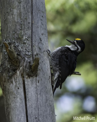 Black-backed Woodpecker--male