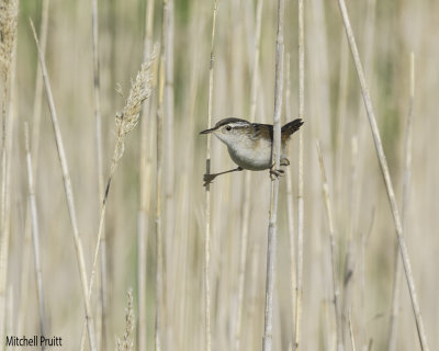 Marsh Wren