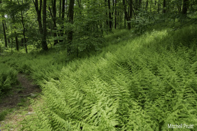 Fern Woodland