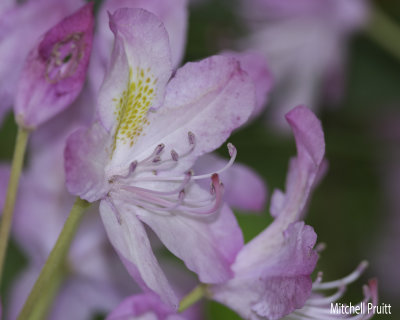 Carolina Rhododendron