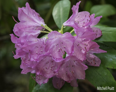 Carolina Rhododendron